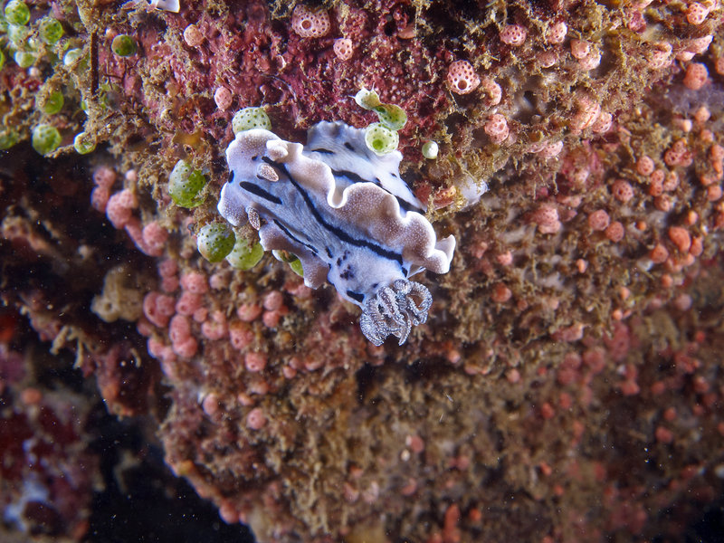Nudibranch, Coral Garden